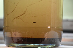 Dendrocoelidae