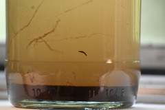 Dendrocoelidae