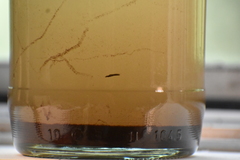 Dendrocoelidae