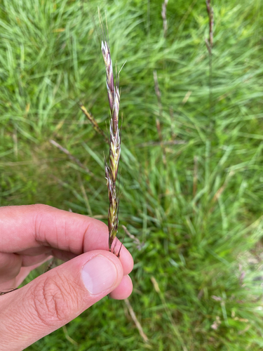 Helictochloa pratensis observed 2026-06-20