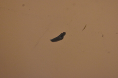 Dendrocoelidae