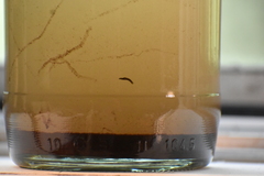 Dendrocoelidae