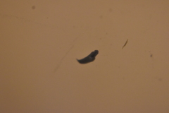 Dendrocoelidae
