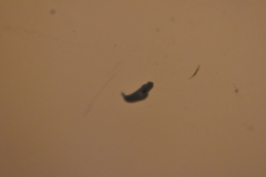 Dendrocoelidae