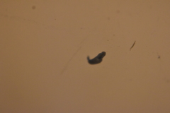 Dendrocoelidae