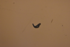 Dendrocoelidae