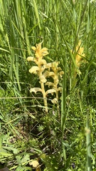 Orobanche caryophyllacea, photograph (c) Conrad Altmann, some rights reserved (CC BY)