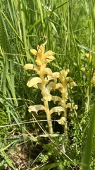 Orobanche caryophyllacea, photograph (c) Conrad Altmann, some rights reserved (CC BY)