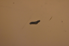Dendrocoelidae
