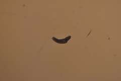 Dendrocoelidae