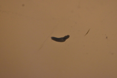 Dendrocoelidae