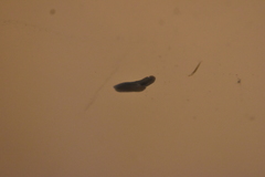 Dendrocoelidae
