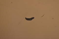 Dendrocoelidae