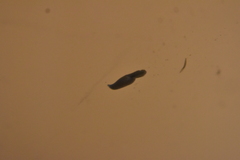 Dendrocoelidae