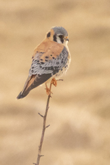 Falco sparverius image