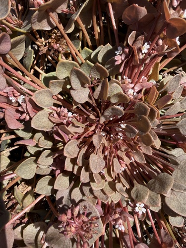 Claytonia rubra, photograph 6