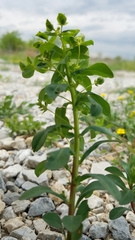 Euphorbia spathulata