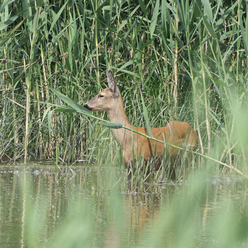 Western Roe Deer