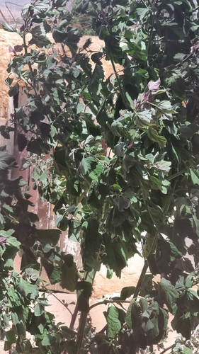 Tree spinach