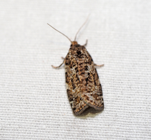 Spruce Budworm Moth photo 3