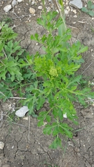 Polytaenia