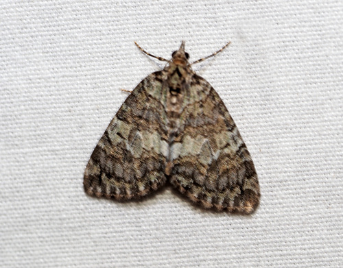 Renounced Hydriomena Moth photo 5