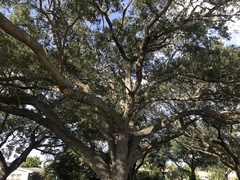 Quercus virginiana