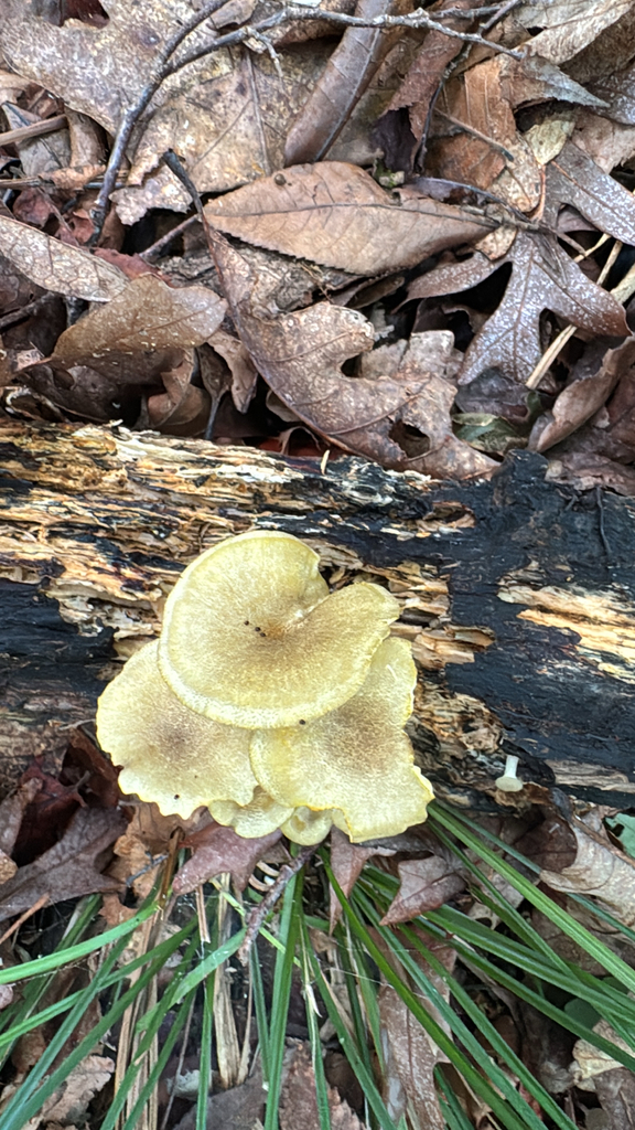 golden-gilled gerronema · June 2026 · photo: Photo: no rights reserved · iNaturalist