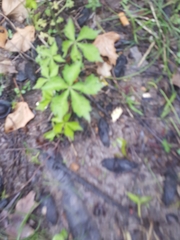 Parthenocissus quinquefolia