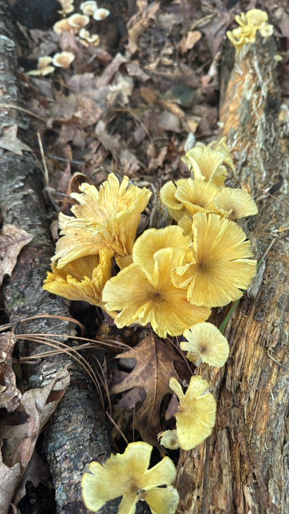 golden-gilled gerronema · June 2026 · photo: Photo: no rights reserved · iNaturalist