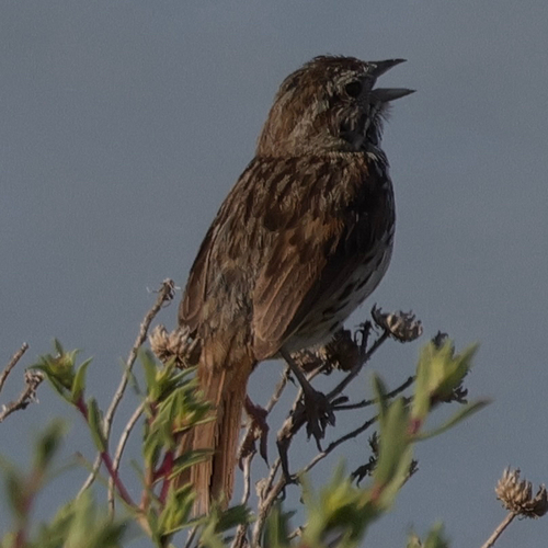 Song Sparrow