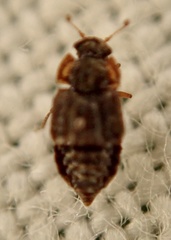 Micropeplus
