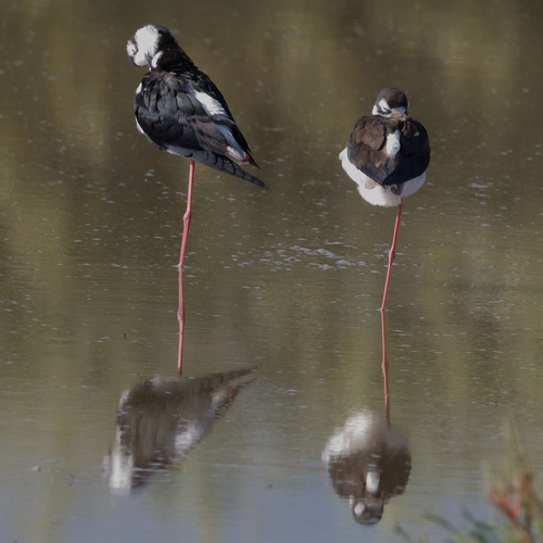 Black-necked Stilt