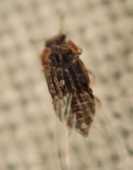 Micropeplus