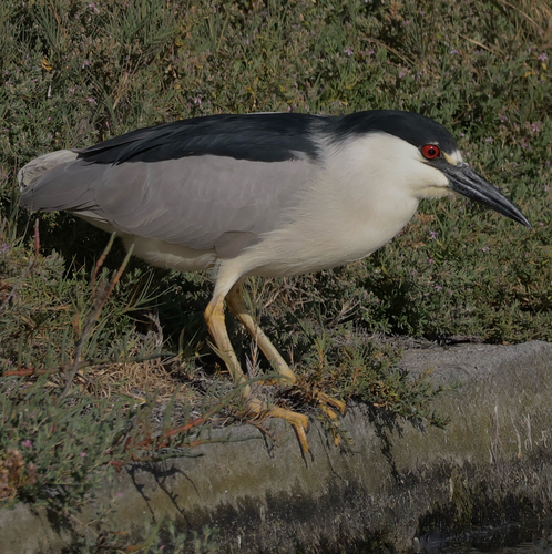 Black-crowned Night Heron