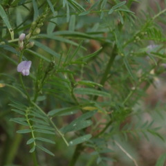 Astragalus sulcatus