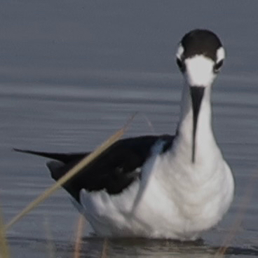 Black-necked Stilt