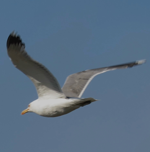 California Gull