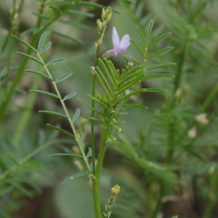 Astragalus sulcatus