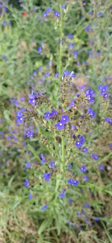 common alkanet