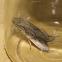 Lithophane leautieri