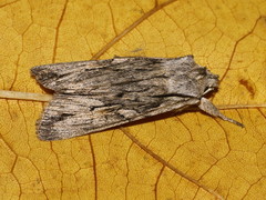 Lithophane leautieri