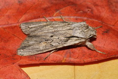 Lithophane leautieri