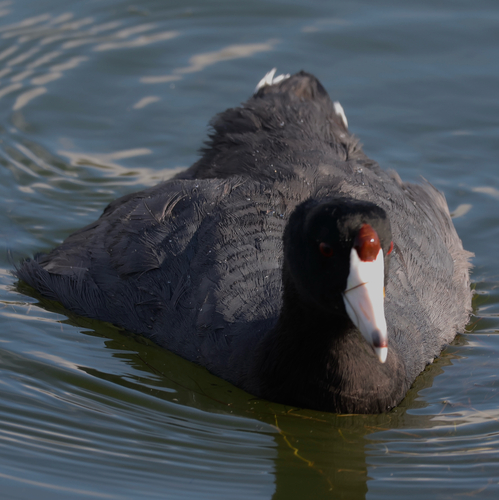 American Coot