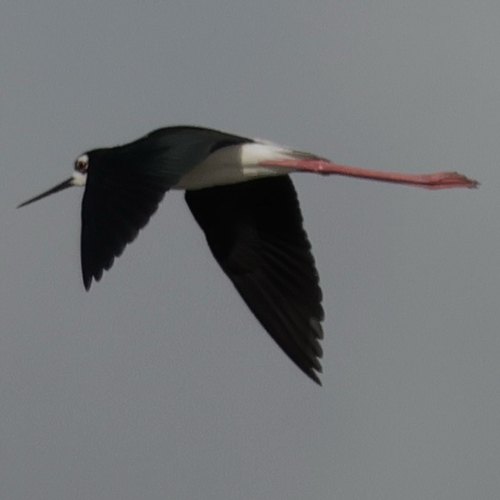 Black-necked Stilt