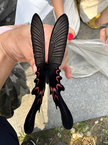Long-tail Spangle Swallowtail
