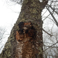 Inonotus obliquus sterilis