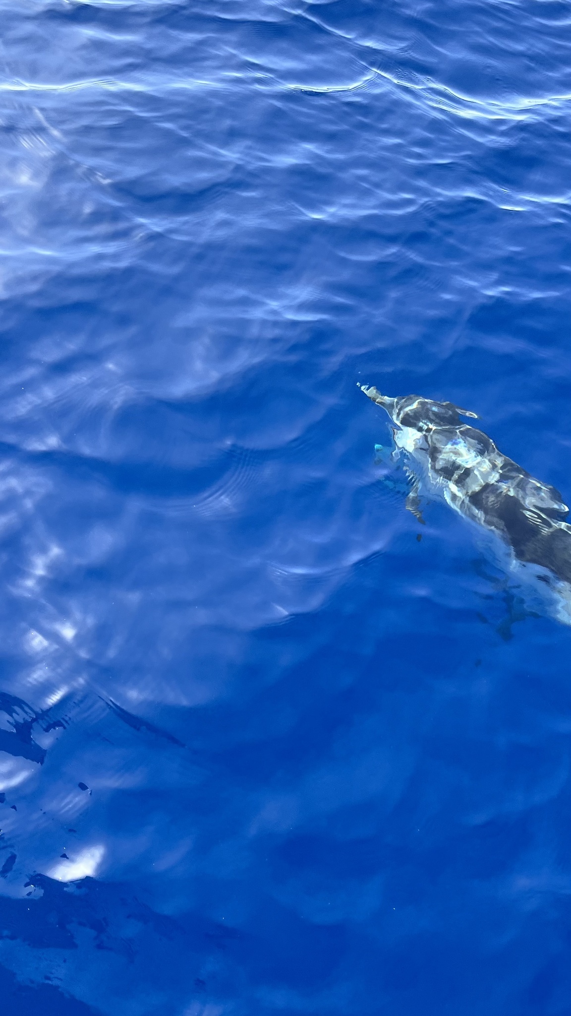 Stenella coeruleoalba
