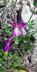 Orchis anatolica