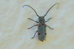 Tetraopes batesi